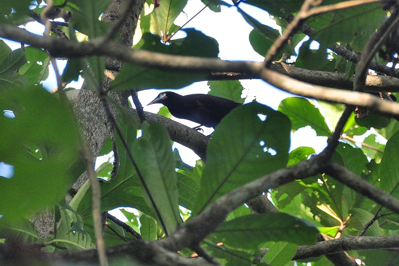 Montezumaoropendola